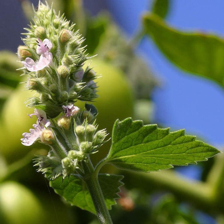 Catnip flower spike against green leaves