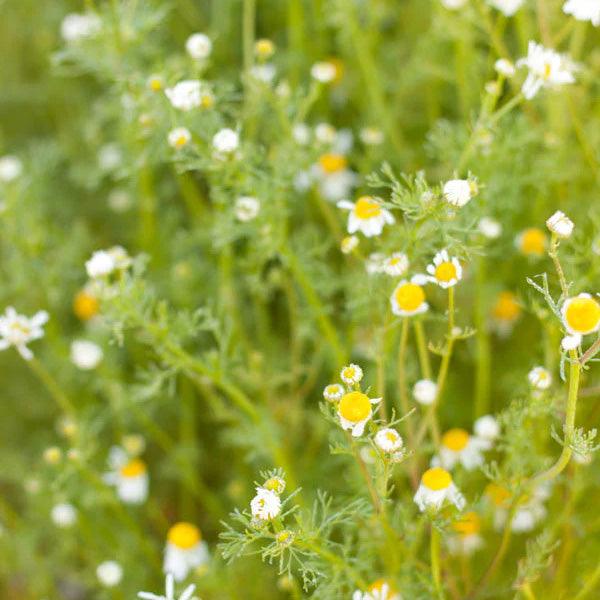 Small white chamomile flowers in a field