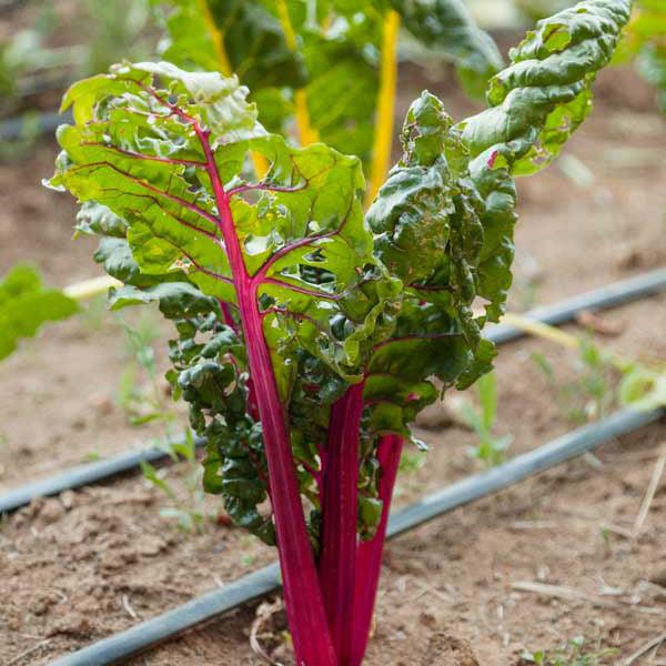 Red-stemmed chard growing in a garden