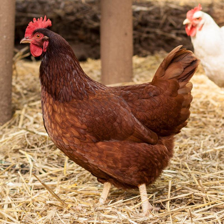 Brown and white hens in a straw-covered coop