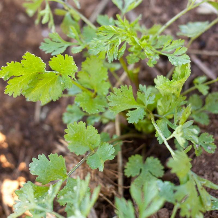 Young cilantro plants growing in soil