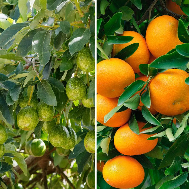 Avocados and oranges growing on trees