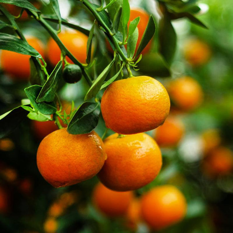 Ripe orange citrus fruit hanging on a tree