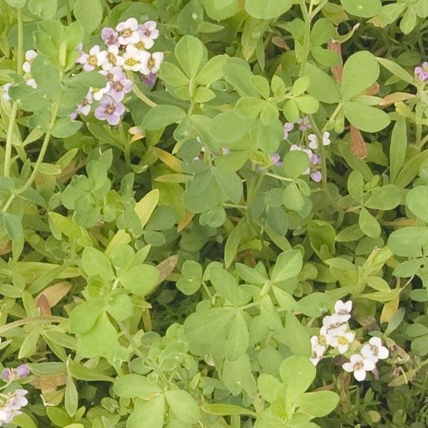 Low green erosion-control plants with small pale flowers