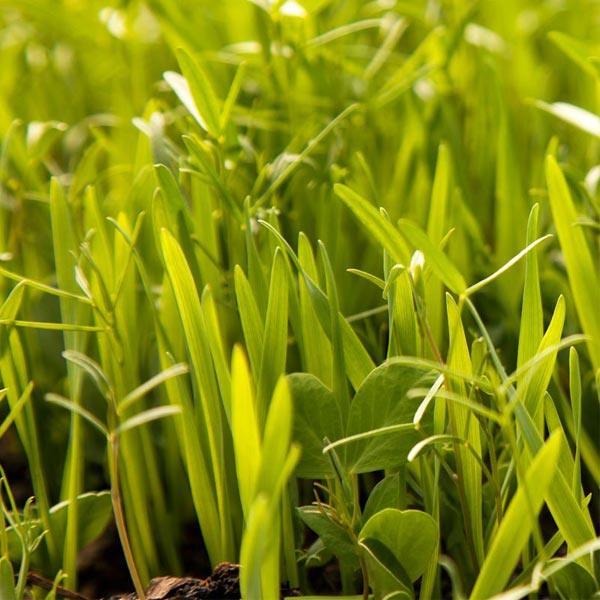 Dense upright soil-building cover crop