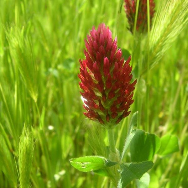 Crimson clover flower head in a field