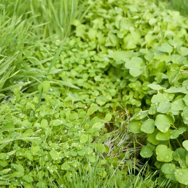 Dense green fall-planted cover crop