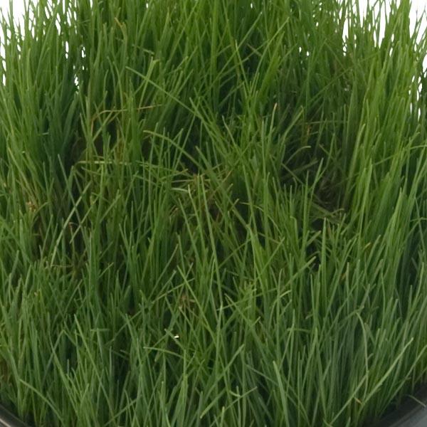 Dense upright lawn grass