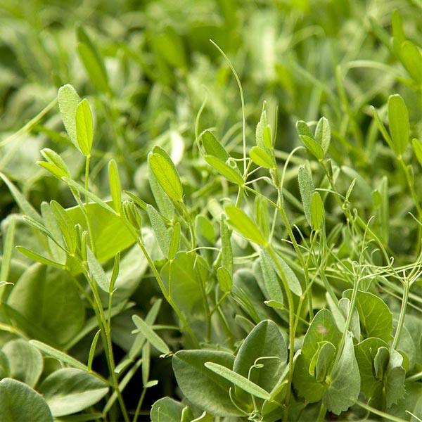 Dense green-manure cover crop