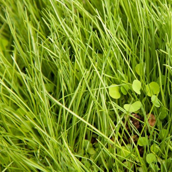 Fine water-wise grass mixed with clover