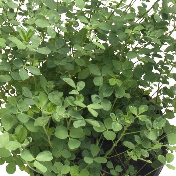 Dense stand of leafy alfalfa