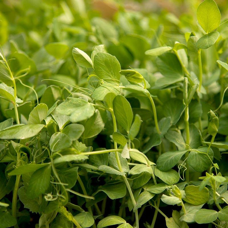 Dense leafy legume cover crop