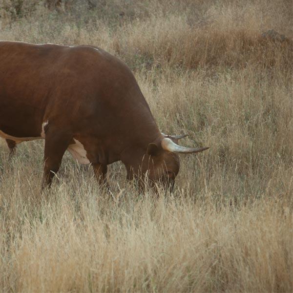 Cattle grazing in a dry pasture