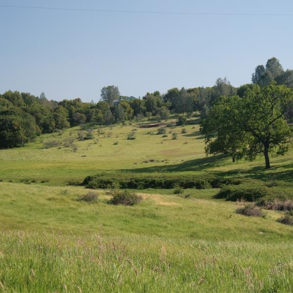 Green irrigated pasture on rolling land