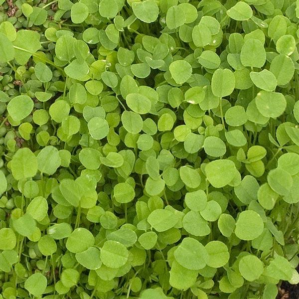Dense green perennial clover foliage