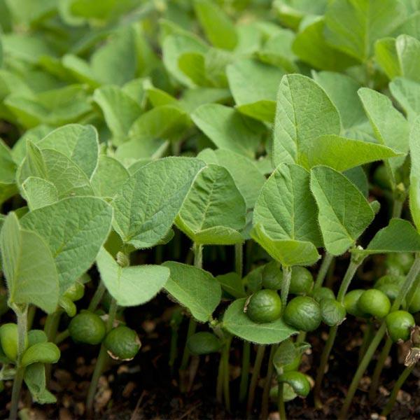 Dense warm-weather seedlings