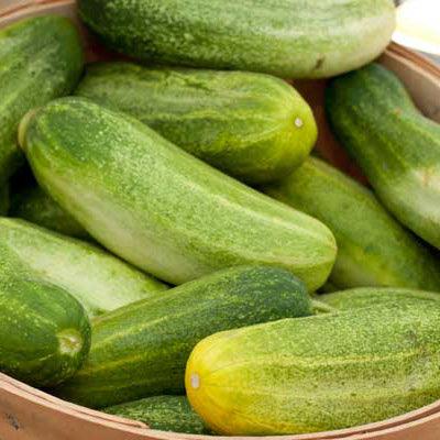 Pile of fresh green cucumbers