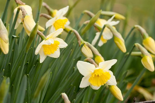 White and yellow daffodils in bloom
