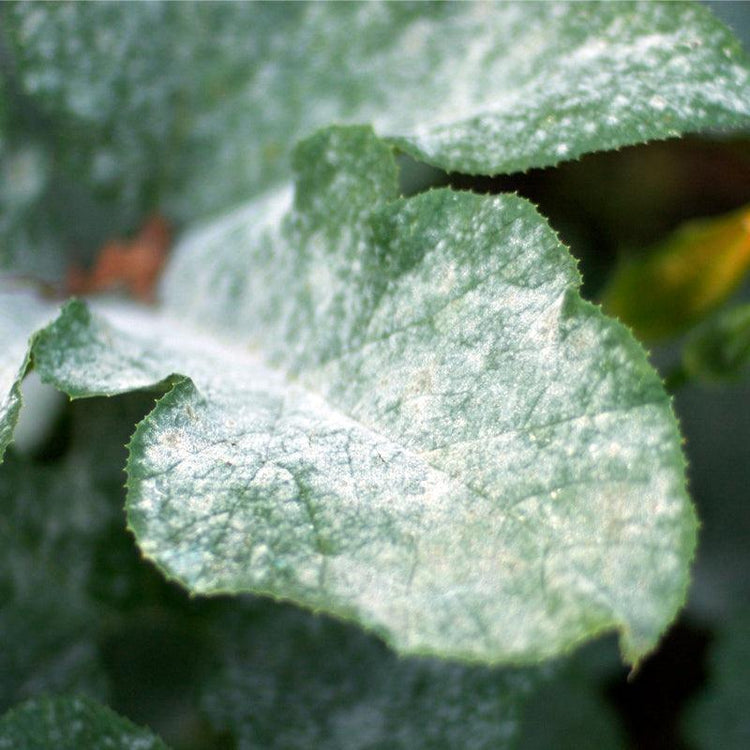Leaf coated with white disease-control powder