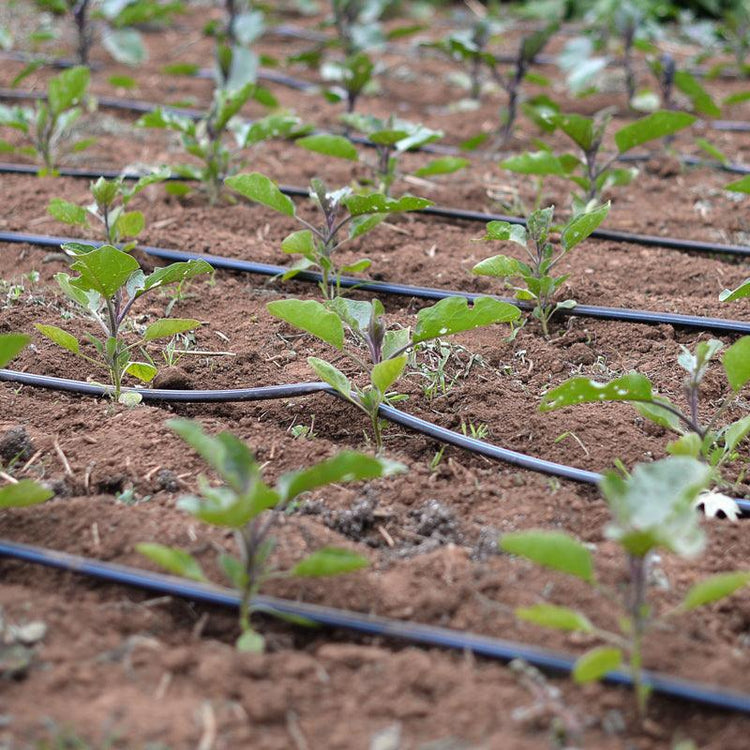 Drip irrigation lines running beside young plants
