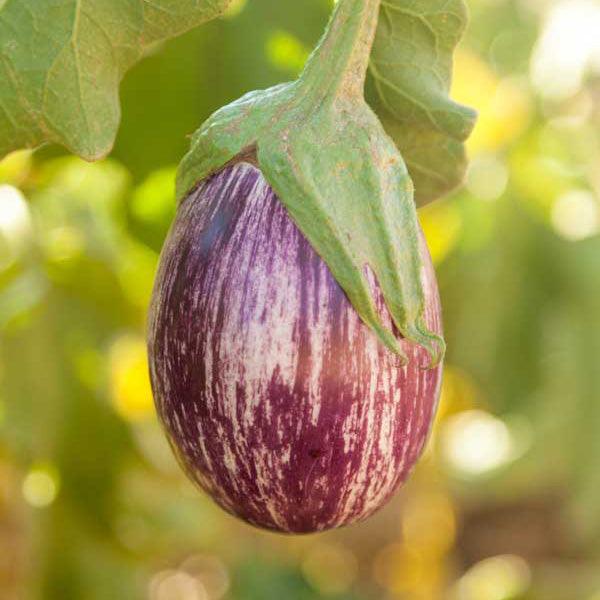 Purple-and-white striped eggplant on the plant