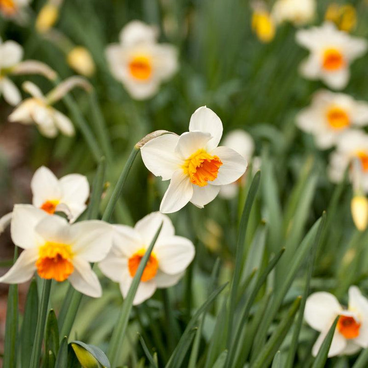 White daffodils with orange centers