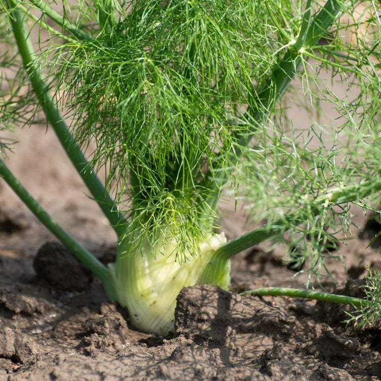 Fennel bulb growing in a garden