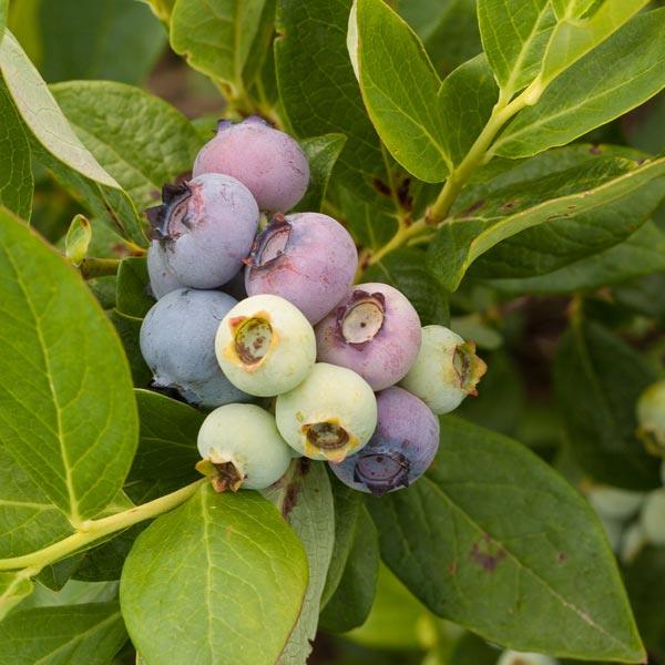 Blueberries at different ripening stages on a bush
