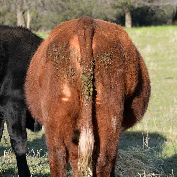 Brown cow standing in a pasture