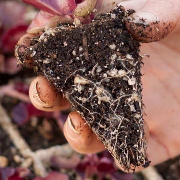 Hands holding inoculated roots and potting medium
