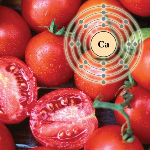 Calcium diagram over ripe tomatoes