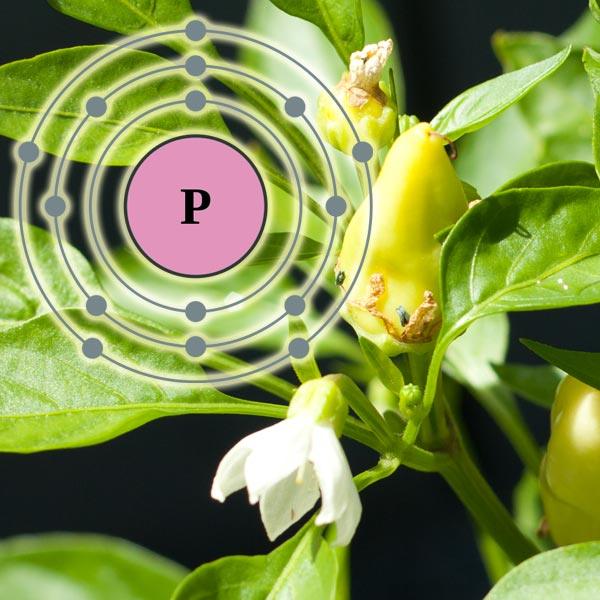 Phosphorus diagram over a flowering plant
