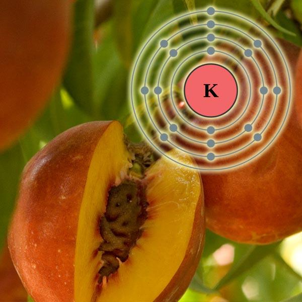 Potassium diagram over ripe persimmons