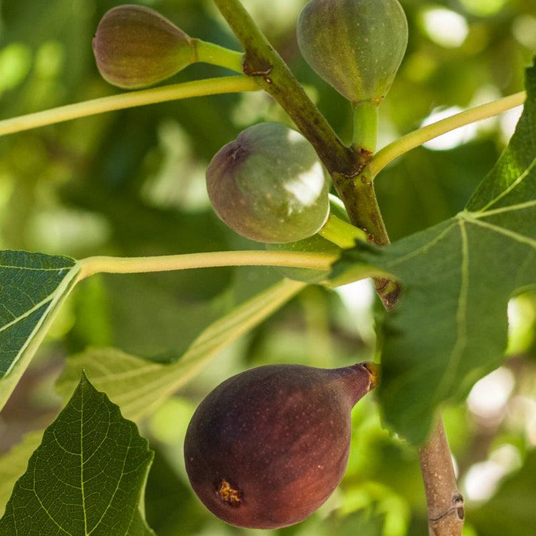 Purple figs growing among green leaves