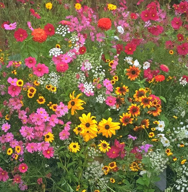 Colorful mixed wildflowers in bloom