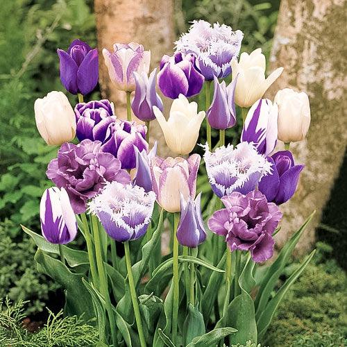 Purple and white tulips in bloom
