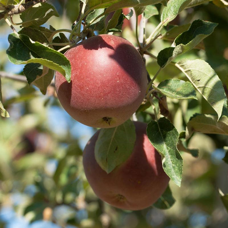Red apples hanging among green leaves