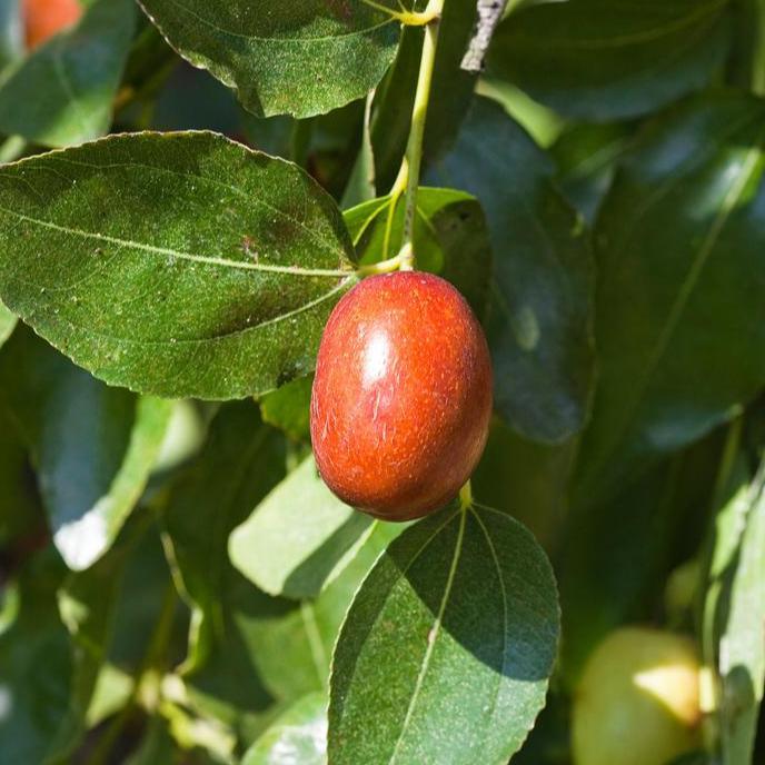 Ripe jujube fruit hanging among green leaves
