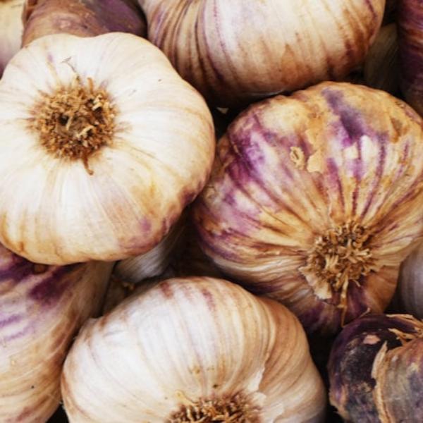 garlic heads