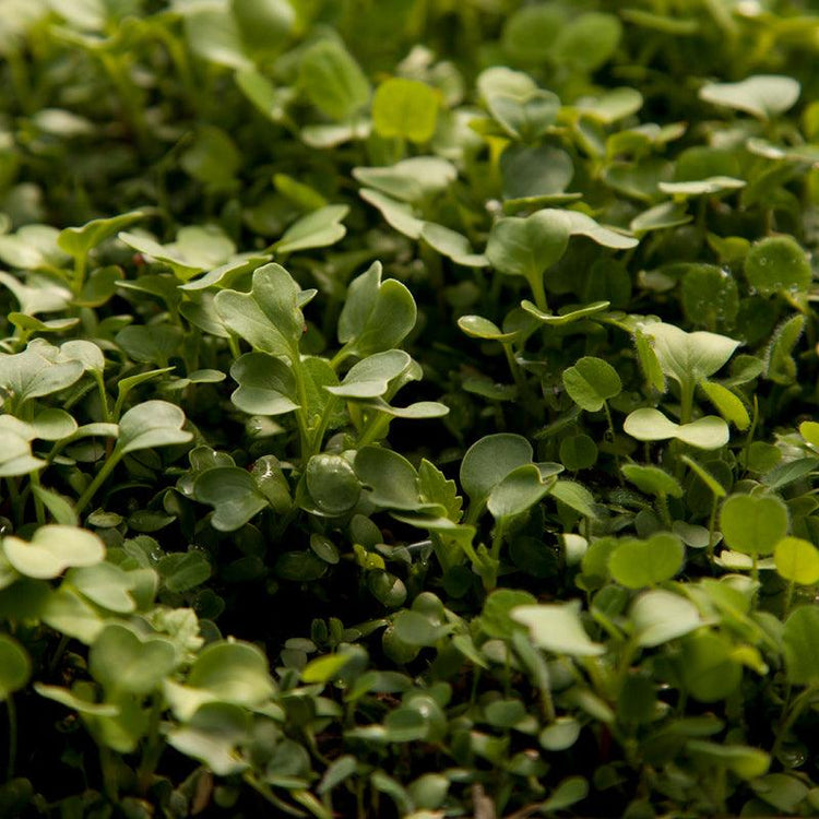Dense mat of small green seedlings