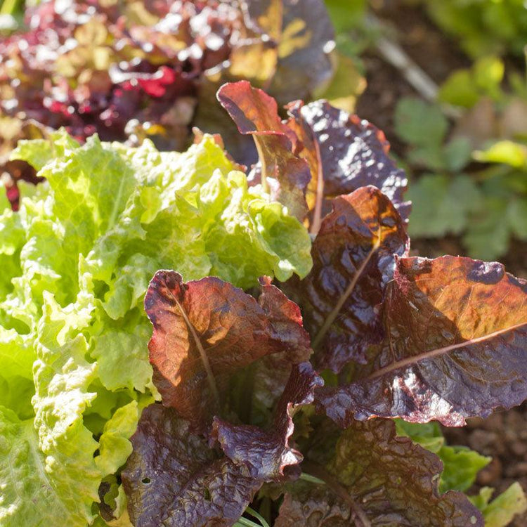 Green and red lettuce growing in a garden