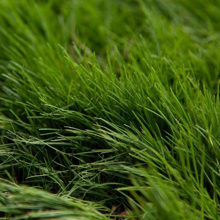 Dense patch of fine green grass