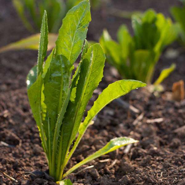 Young leafy greens growing in soil