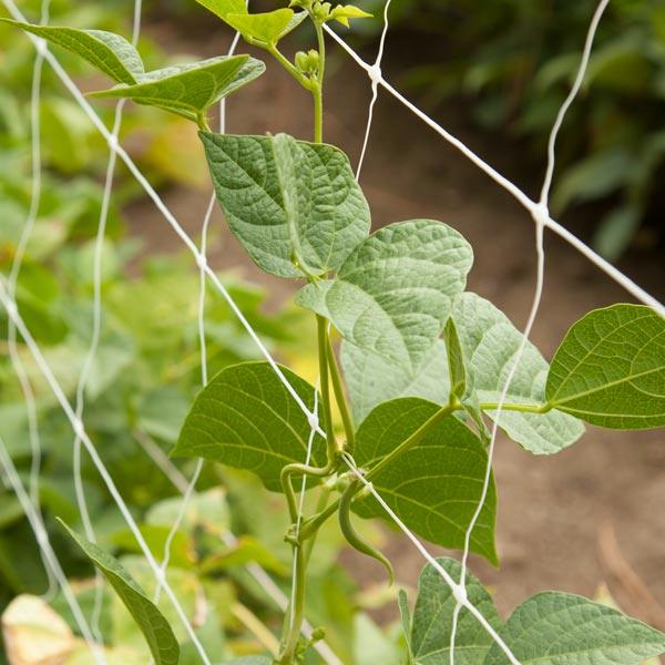 Bean vine climbing white garden netting