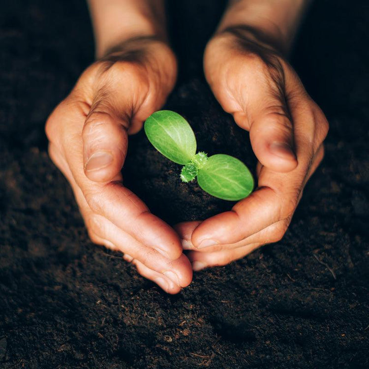 Hands cupping a young green seedling