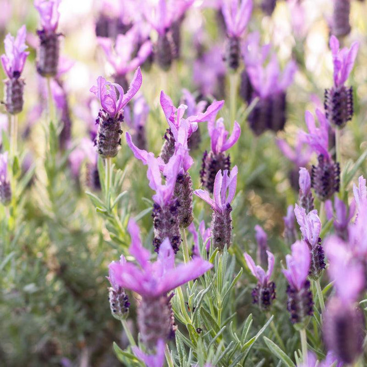 Purple lavender flower spikes