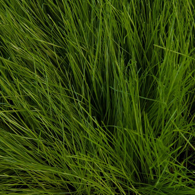 Dense stand of upright green grass