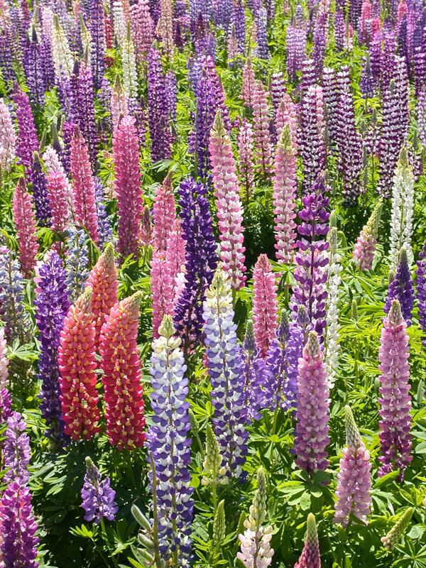 Rows of colorful lupine flower spikes