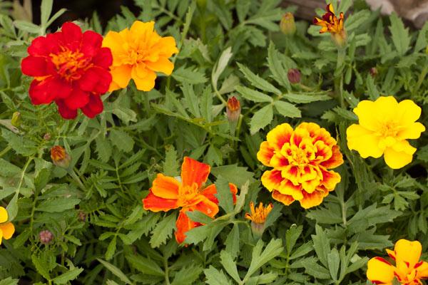 Red, orange, and yellow marigolds
