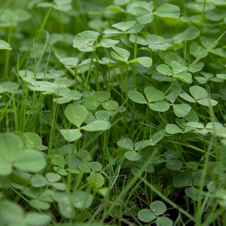 Dense clover foliage